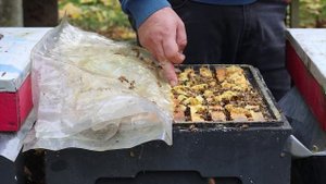 Бакфаст принесёт  200 кг мёда?