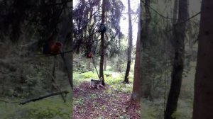 Притравка Лаек по Кунице