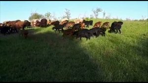 Настоящие гиссарские овцы и саги дахмарда в Адыгее 4