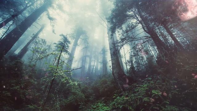 Пение птиц в лесу / приятная музыка для сна | calm music / music for sleep смотреть онлайн