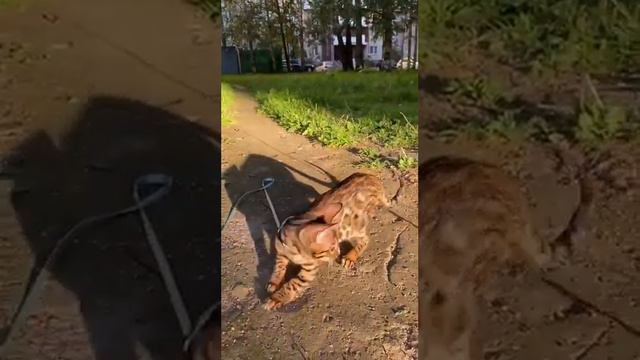 Питомник бенгальских кошек ДОМАШНИЙ ЛЕОПАРД. Кошечка Каролина Айс