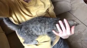 Котенок ищет дом