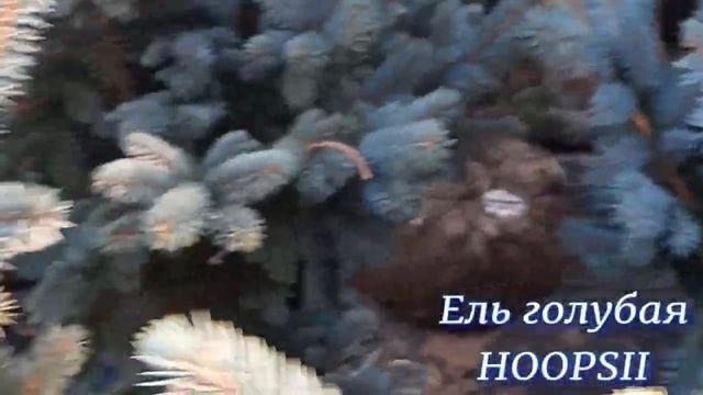 Ель колючая HOOPSII смотреть онлайн