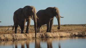 Africa 4K - Exploring Wildlife In Serengeti National Park With Relaxing Music