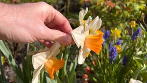 Narcissus Chromacolor | Review | How to Care for Daffodils in Pots