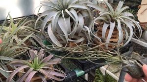 tillandsia butzii 틸란시아 붇지