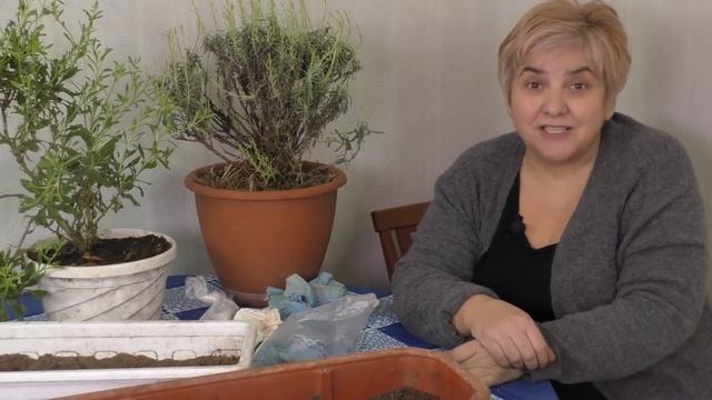ПОЧЕМУ Я СЕЮ ТОМАТЫ В ЯНВАРЕ. Садим-сеем. Мой опыт.
