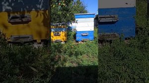 Лечим пчел от Американского и Европейского гнильца .