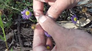 Collecting Wild Daisy Seeds     (•‿•❀)  ♥