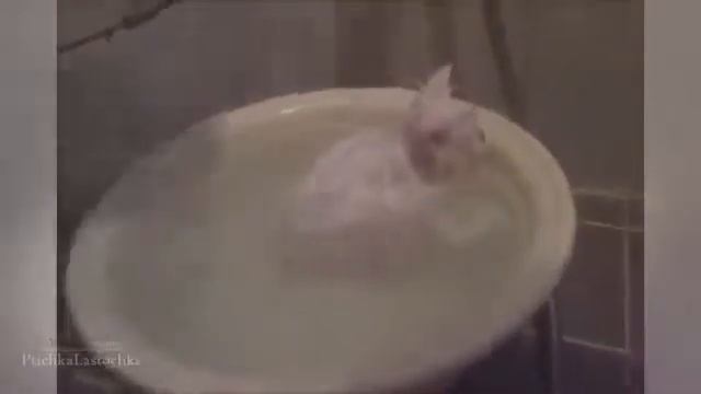 Funny Cats In Water. Котики и вода. Прикольные видео смотреть онлайн