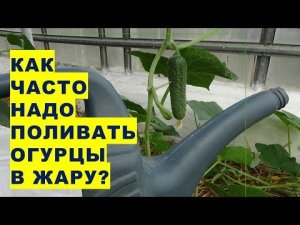 Как часто и какой водой нужно поливать огурцы в знойную жару? Правила полива растений огурцов