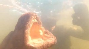 Трофейная зубатка!!!