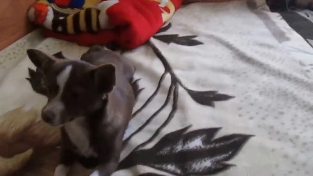 Вечер с собакой.Как развеселить собаку. смотреть онлайн