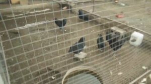 Содержание свиней в домашних условиях