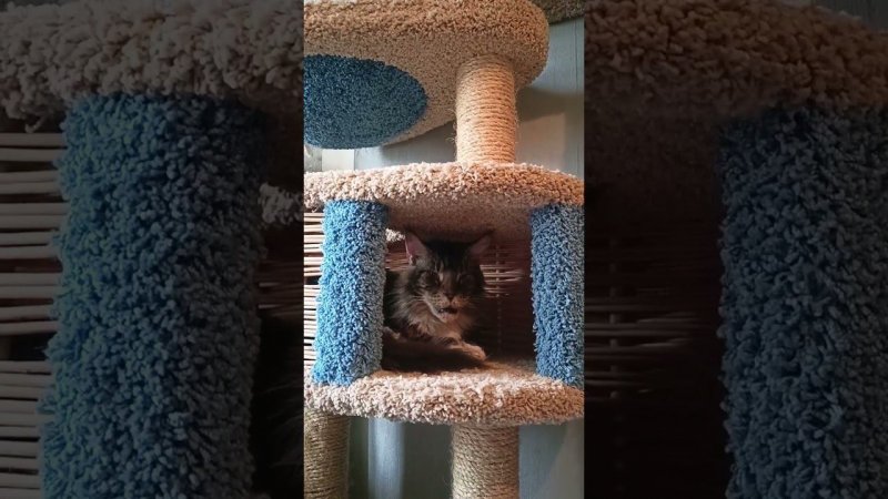 Кот  проник в  Дом и...#кот #котики #коты #мейнкун #мейнкуны #животные