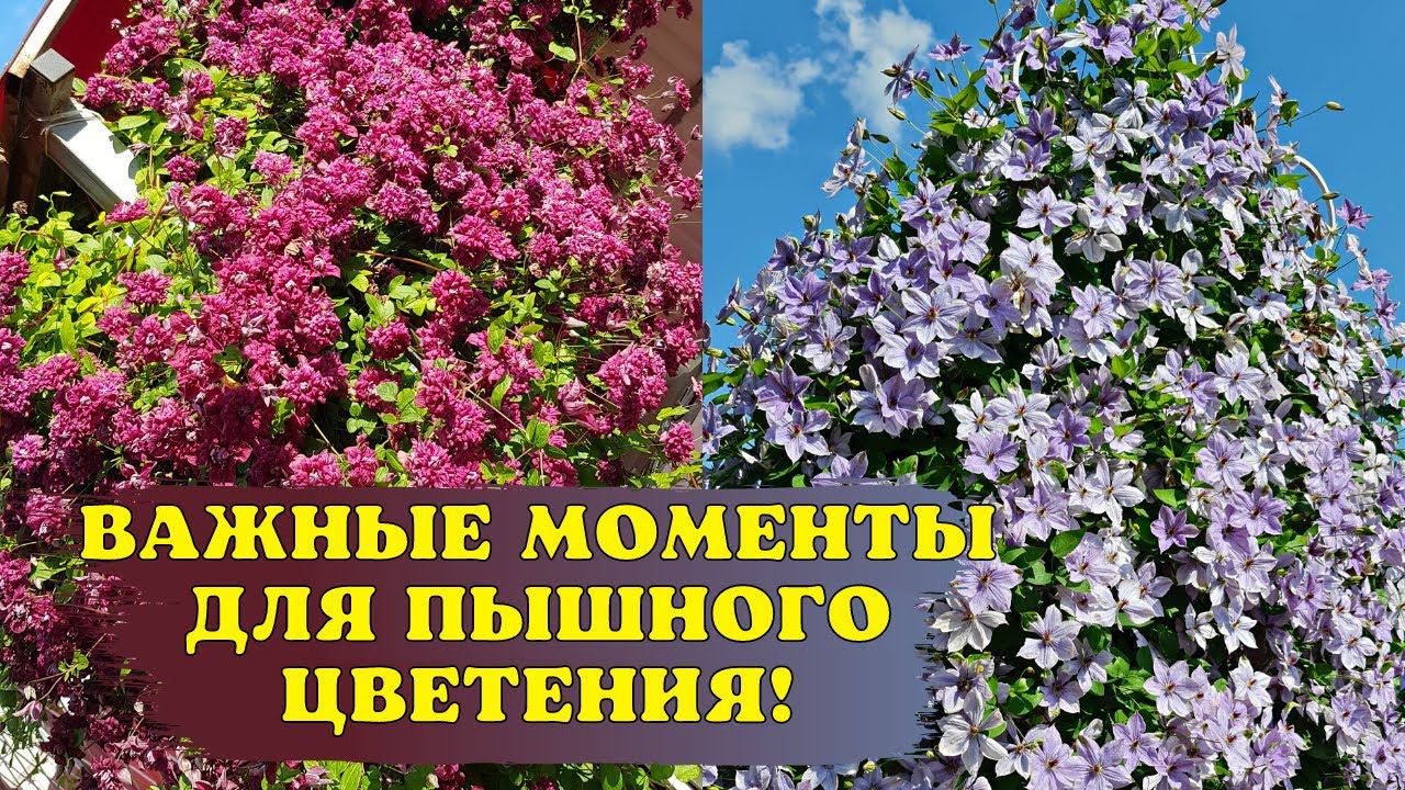 Готовлю КЛЕМАТИСЫ к ПЫШНОМУ ЦВЕТЕНИЮ. ОБРЕЗКА и ПОЛИВ МОЛОКОМ