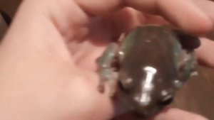 Кормление австралийских голубых квакш (Litoria Caerulea)