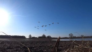 Весенняя зарисовка #1