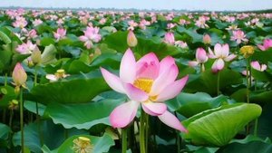 Виртуальная экскурсия «Долина лотосов».