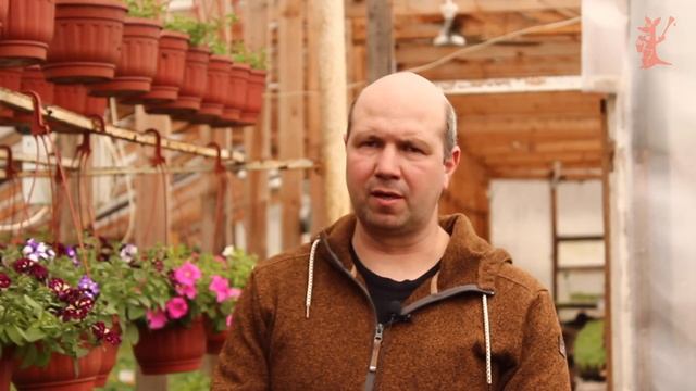 Как вырастить Виноград на даче // Кенгуру