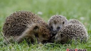 Дикие животные и их детеныши