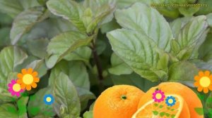 Мята Апельсин (Мята Orange). Краткий обзор, описание характеристик, где купить méntha Orange