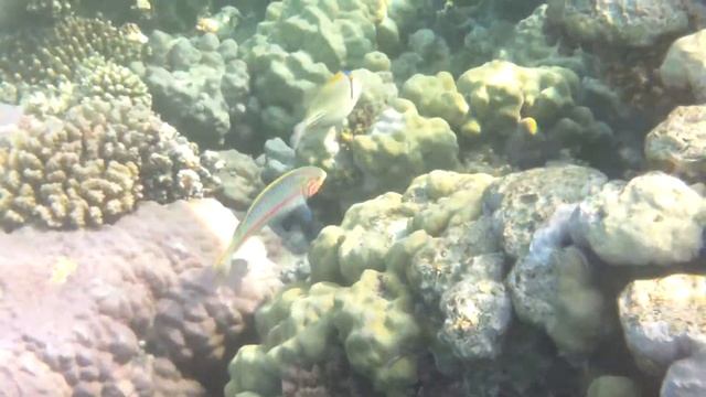 Samsung HMX-W200 Underwater Video Camera Test смотреть онлайн