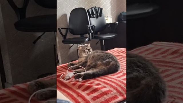 Пуша что-то увидел