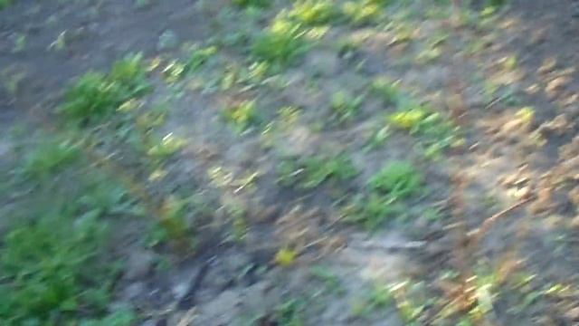 Весенние утро,рассада,иван-чай,цветущий сад смотреть онлайн