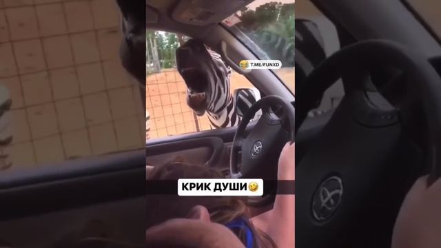 Крик души.mp4