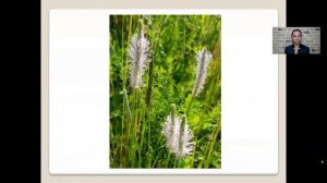 Соцветия   6 класс