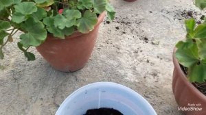 Пеларгония. Это обязательно надо сделать с пеларгонией перед  тем как занести в дом!!!!