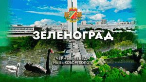 Зеленоград. Пополнение в семействе черных лебедей!