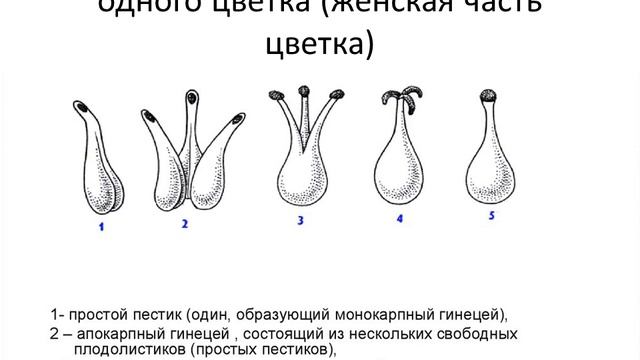 Морфологическое строение цветка. Формула цветка смотреть онлайн