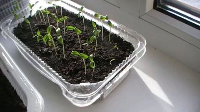 23 февраля 2019г. ОБЗОР РАССАДЫ МОЕЙ МАМЫ смотреть онлайн