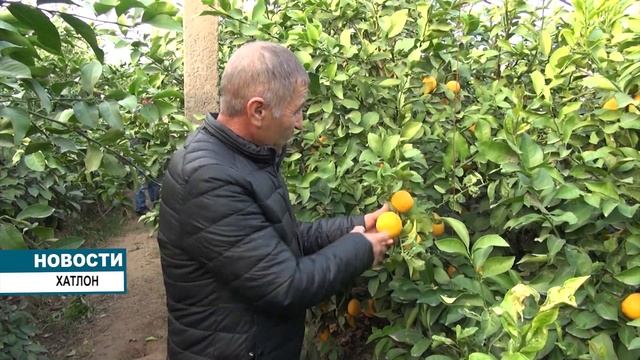 Лимонарии в Хатлонской области смотреть онлайн