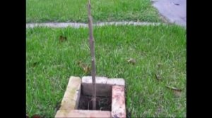 Новости и новшества нашего сада ⧸ огорода в 2021 году. Малина, Крыжовник, Виноград, Павловния, др.