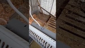 Утки  Индийский бегунок зимой в теплице