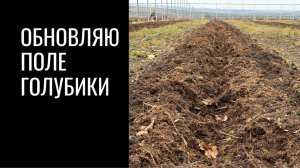 Обновляю поле голубики