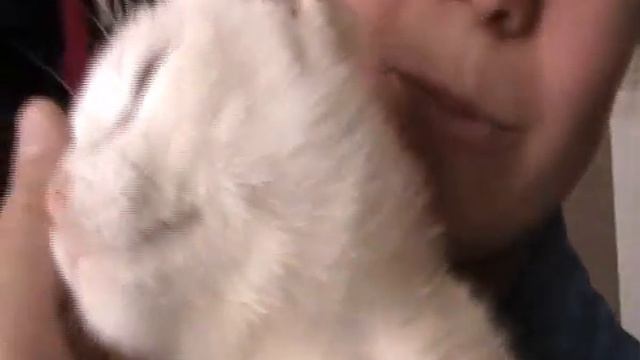 Помощь бездомным животным Харькова (eng) смотреть онлайн