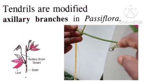 NCERT BIOLOGY: Plus One Botany: Morphology of Flowering plants: Stem Tendrils & Leaf tendrils