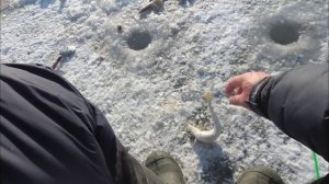 ЗИМНЯЯ РЫБАЛКА на САМОДУР. ЗУБАРЬ / КОРЮШКА и НАВАГА на БОРОДЫ. СНАСТЬ на НАВАГУ.