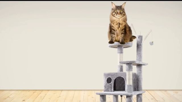 ВСЁ О ПОРОДЕ МЕЙН-КУН! И ДАЖЕ БОЛЬШЕ #мейнкун #котики