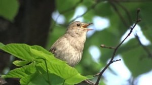 соловьиная трель