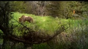 Bear at Borjomi-Kharagauli National Park