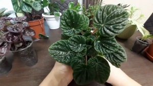 Пеперомии..моя коллекция..