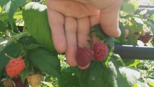 ✔Огород в августе. Клубника,огурцы,малина,морковь.Борьба с сорняками.//Жизнь одесситов в деревне. смотреть онлайн