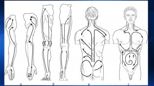 1.20 Массаж отдельных зон. Обзор | Классический массаж. Цикл 1