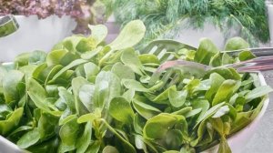 Как Выращивать Шпинат из Семян в Домашних условиях