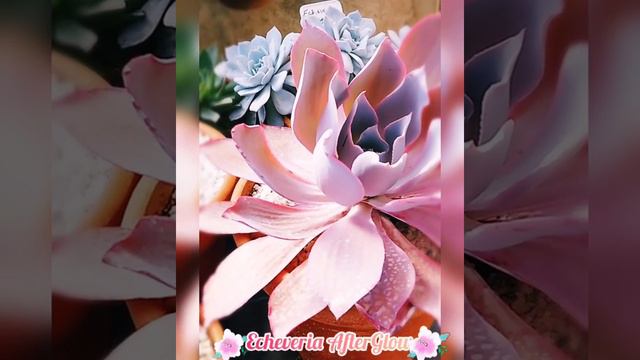 🌸" Echeveria AfterGlow"🌸 смотреть онлайн